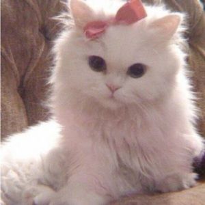 Meet your Posher, Audrey